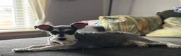 Miniature Schnauzer dogs for sale: Rocky - Ad 15