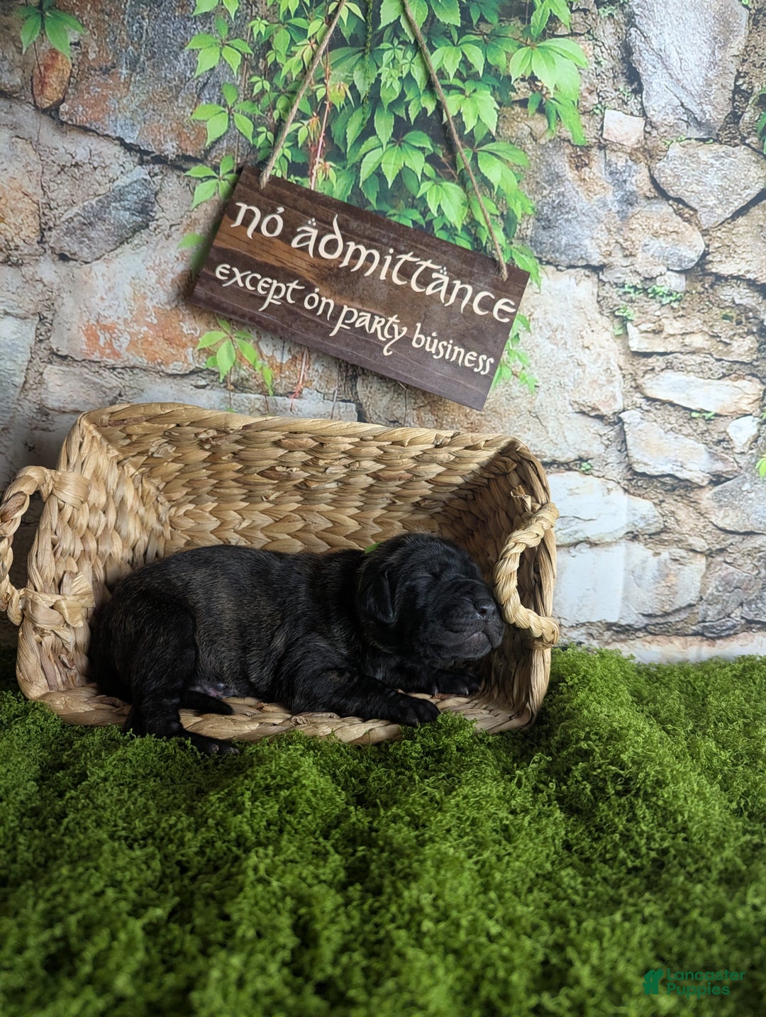 Great Dane dogs for sale: Boromir Brindle Male Great Dane Puppy  - Ad 1