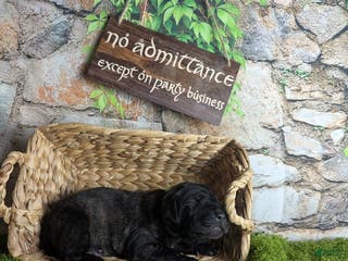 Great Dane dogs Boromir Brindle Male Great Dane Puppy - Ad 7