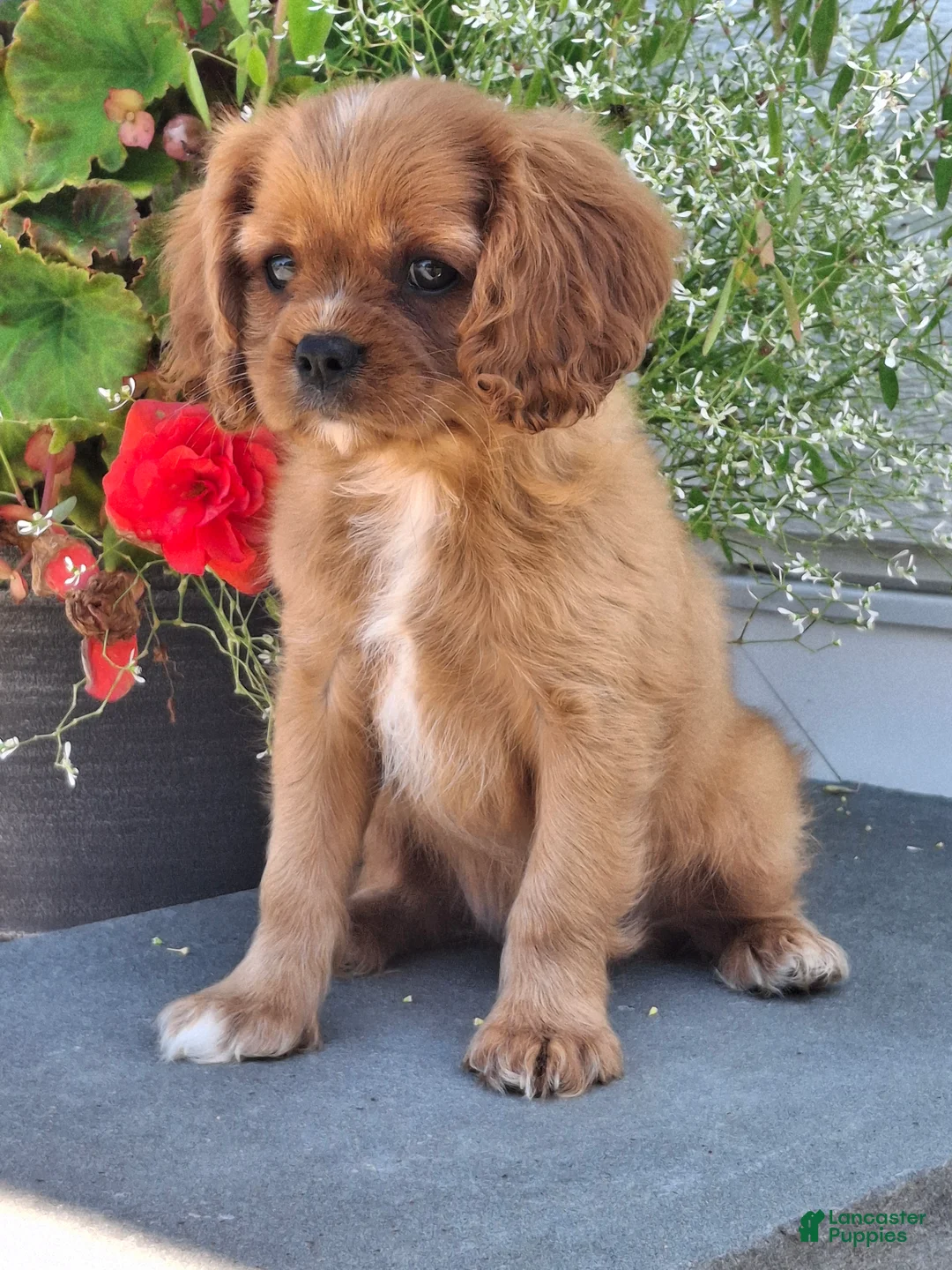 Cavalier King Charles Spaniel dogs for sale: Peanuts - Ad 2