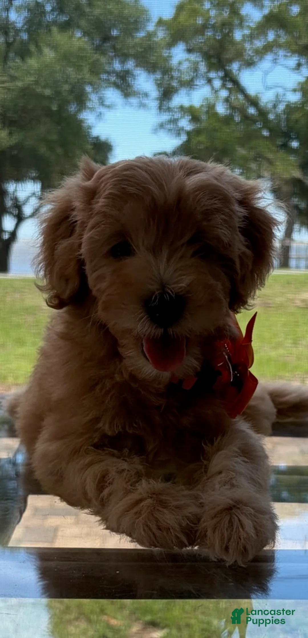 Goldendoodle dogs for sale: Saint Anne - Ad 1