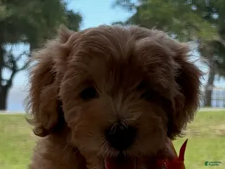 Goldendoodle dogs for sale: Saint Anne - Ad 4