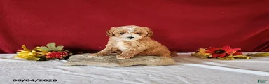 Tango