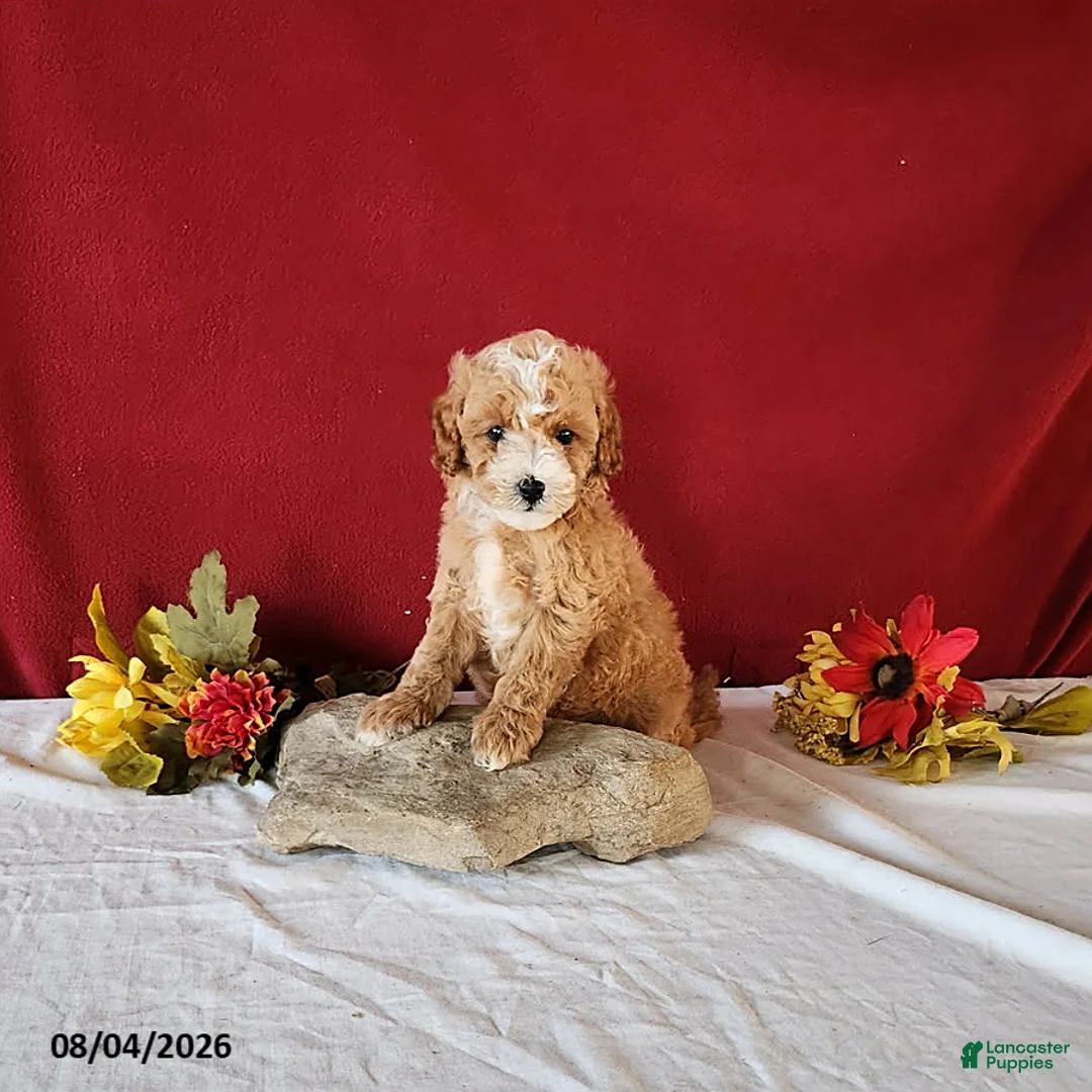 Cavapoo dogs for sale: Tango - Ad 1