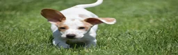 Miniature Dachshund dogs for sale: Noah - Ad 5
