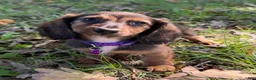 Miniature Dachshund dogs for sale: Ruby - Ad 1