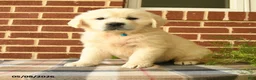 Golden Retriever dogs for sale: Pickwick - Ad 1