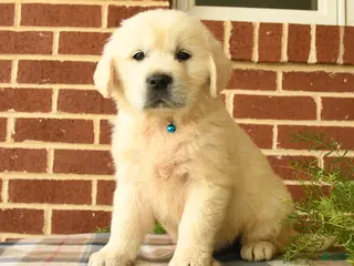 Golden Retriever dogs for sale: Pickwick - Ad 3