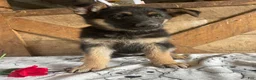 German Shepherd dogs for sale: Freida - Ad 2