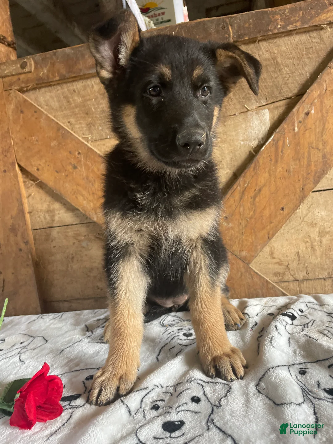German Shepherd dogs for sale: Freida - Ad 2