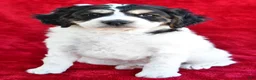 Mixed Breed dogs for sale: Colleen - Ad 8