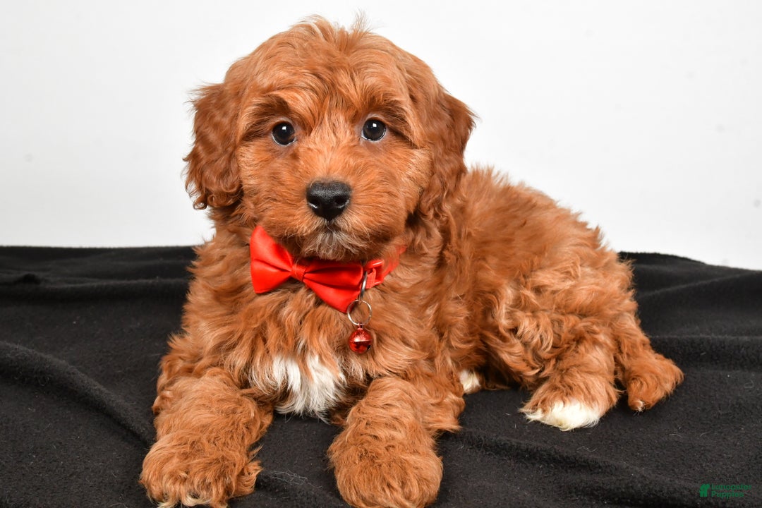 Cavapoo dogs for sale: Sparky - Ad 6