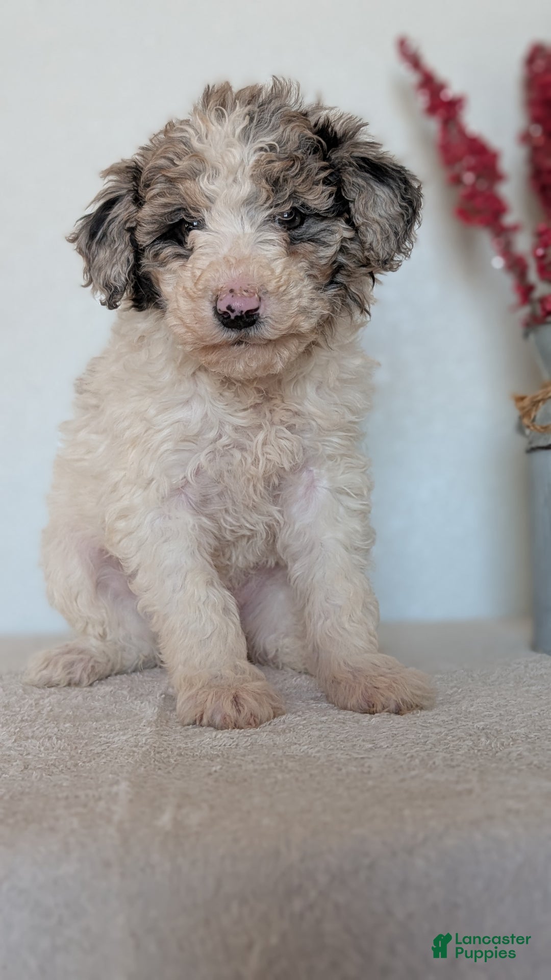 Mini Bernedoodle dogs for sale: Valerie  - Ad 2
