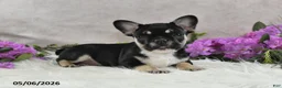 French Bulldog dogs for sale: Ike - Ad 2