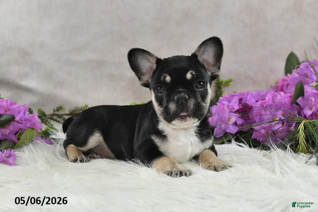 French Bulldog dogs for sale: Ike - Ad 2
