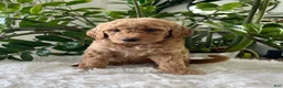 Mini Goldendoodle dogs for sale: Chief  - Ad 4