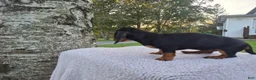 Miniature Dachshund dogs for sale: Remy  - Ad 12