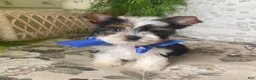 Biewer Terrier dogs for sale: Whisper - Ad 18