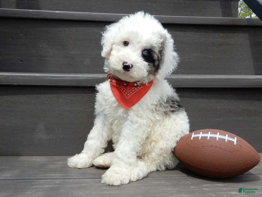 Sheepadoodle dogs for sale: Tucker-MEDIUM - Ad 2
