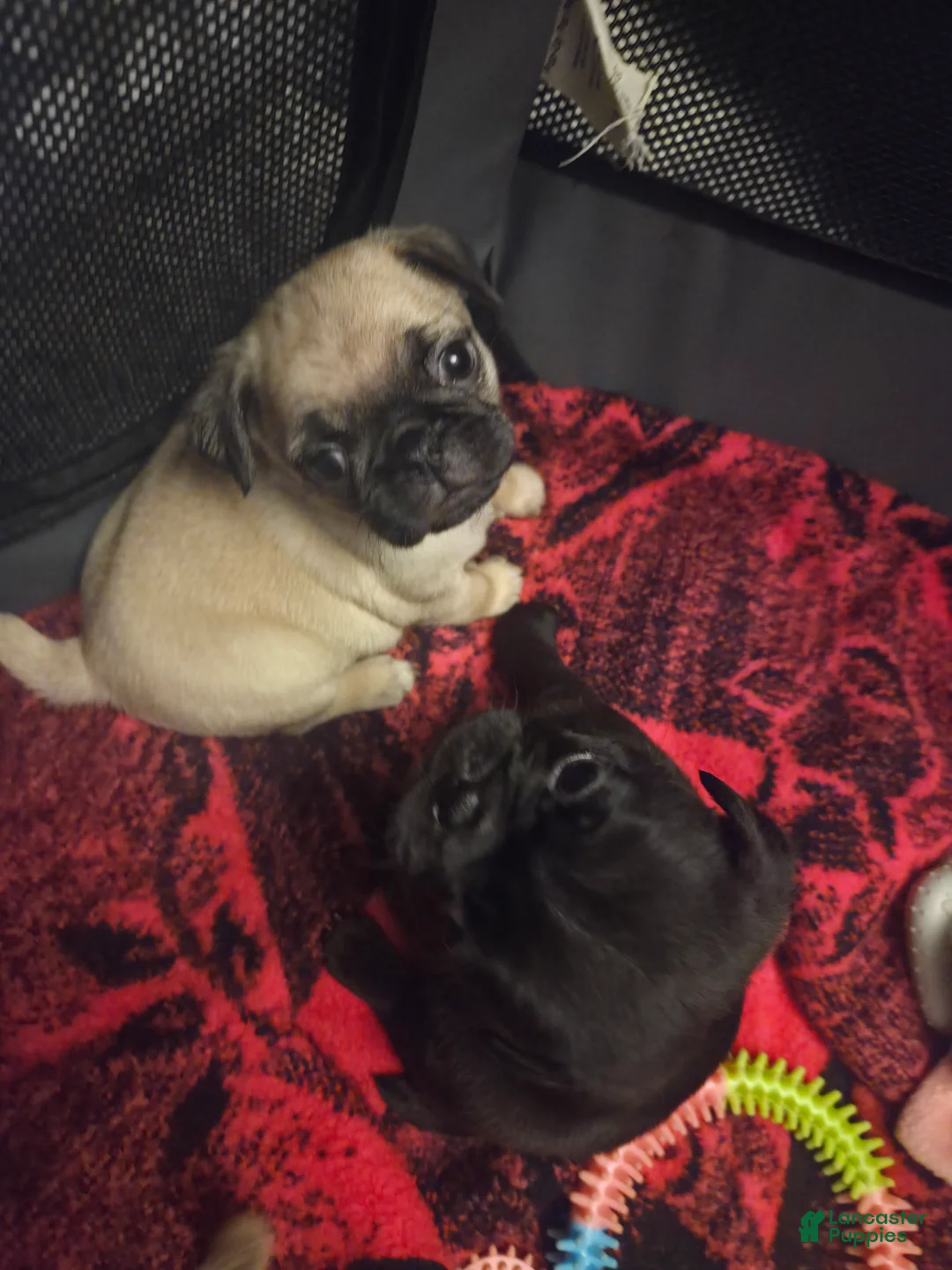 Pug dogs for sale: Pink - Ad 5