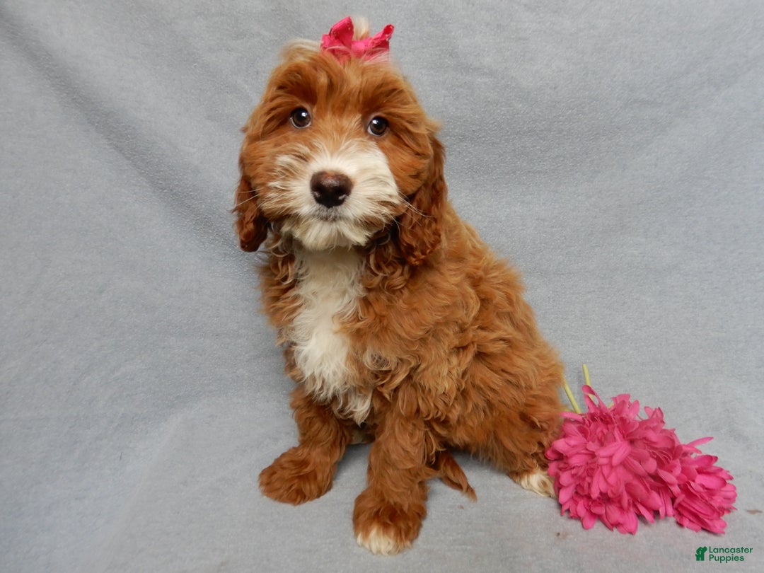 Mini Goldendoodle dogs for sale: Lulu - Ad 6
