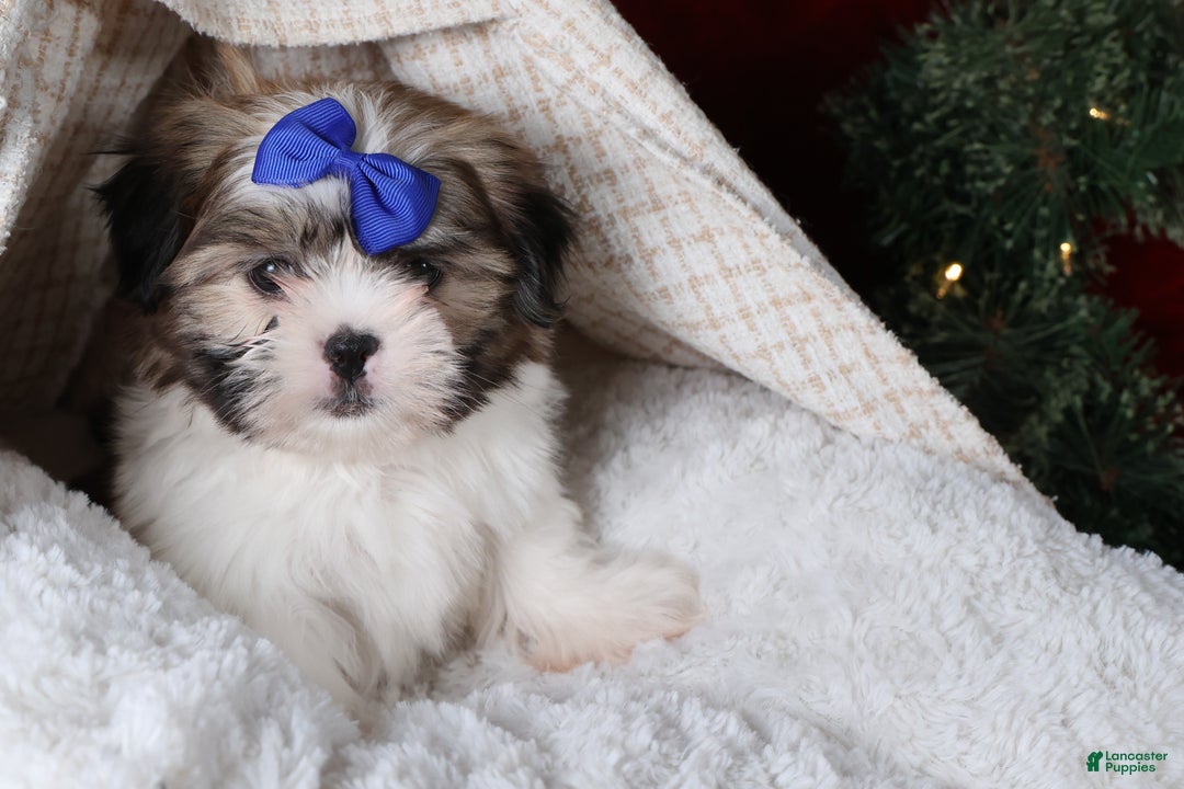 Shih Tzu dogs for sale: Jared - Ad 14
