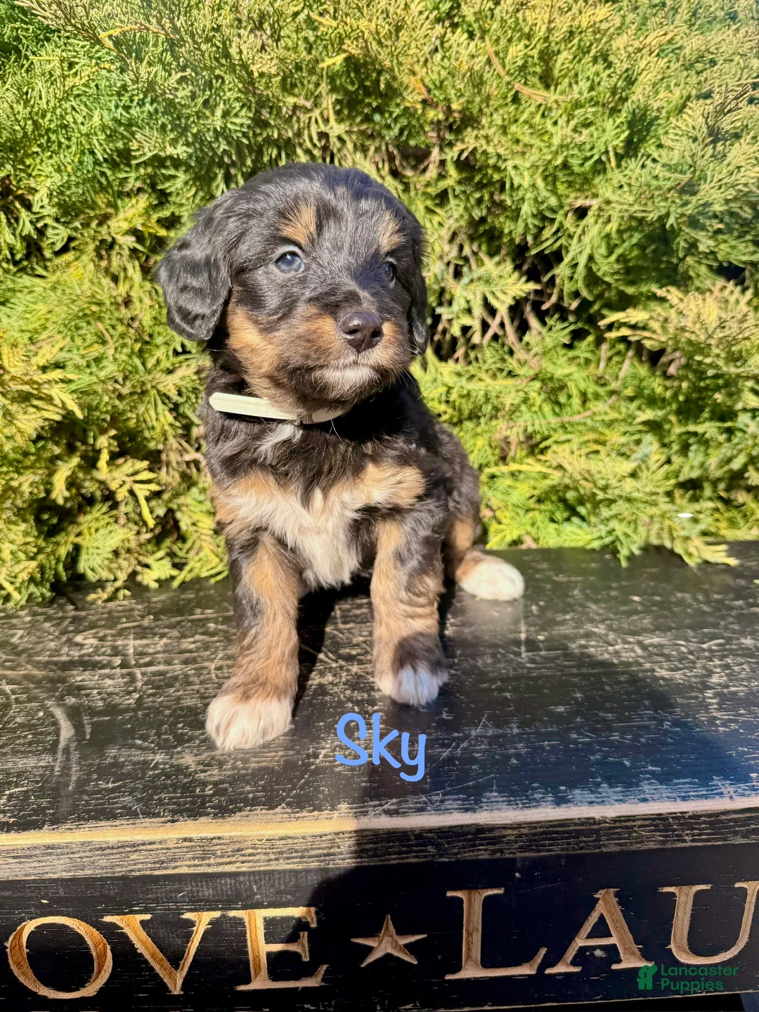Bernedoodle dogs for sale: Sky - Ad 2