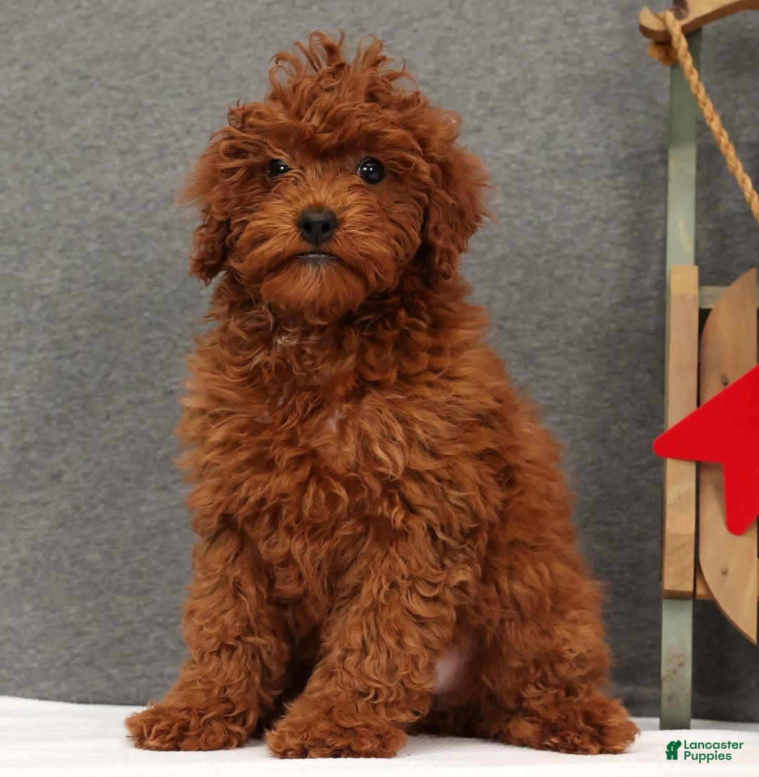 Miniature Poodle dogs for sale: Fifi - Ad 2
