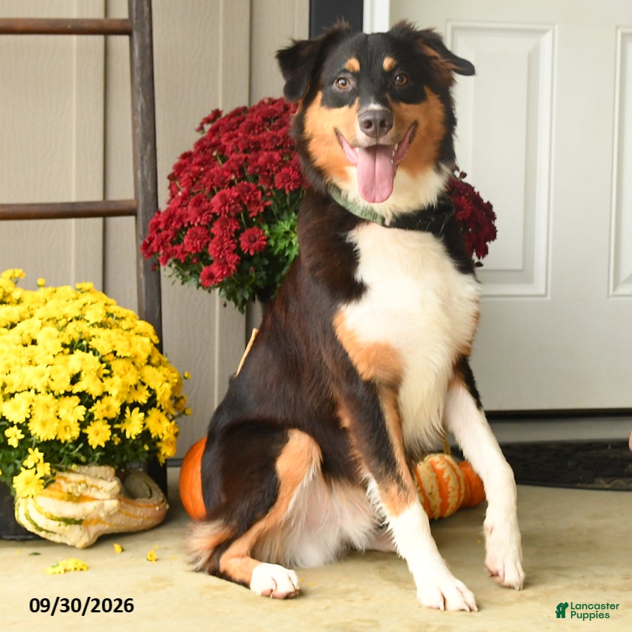 Australian Shepherd dogs Hooper - Ad 2