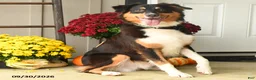 Australian Shepherd dogs for sale: Hooper - Ad 2