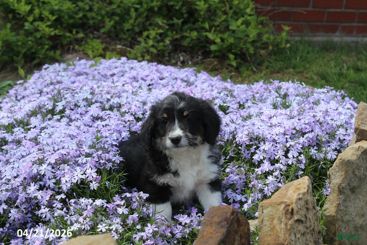 Corgipoo dogs Wiley - Ad 2