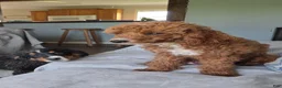 Miniature Poodle dogs for sale: Miniature Poodle Puppy 1 - Ad 2