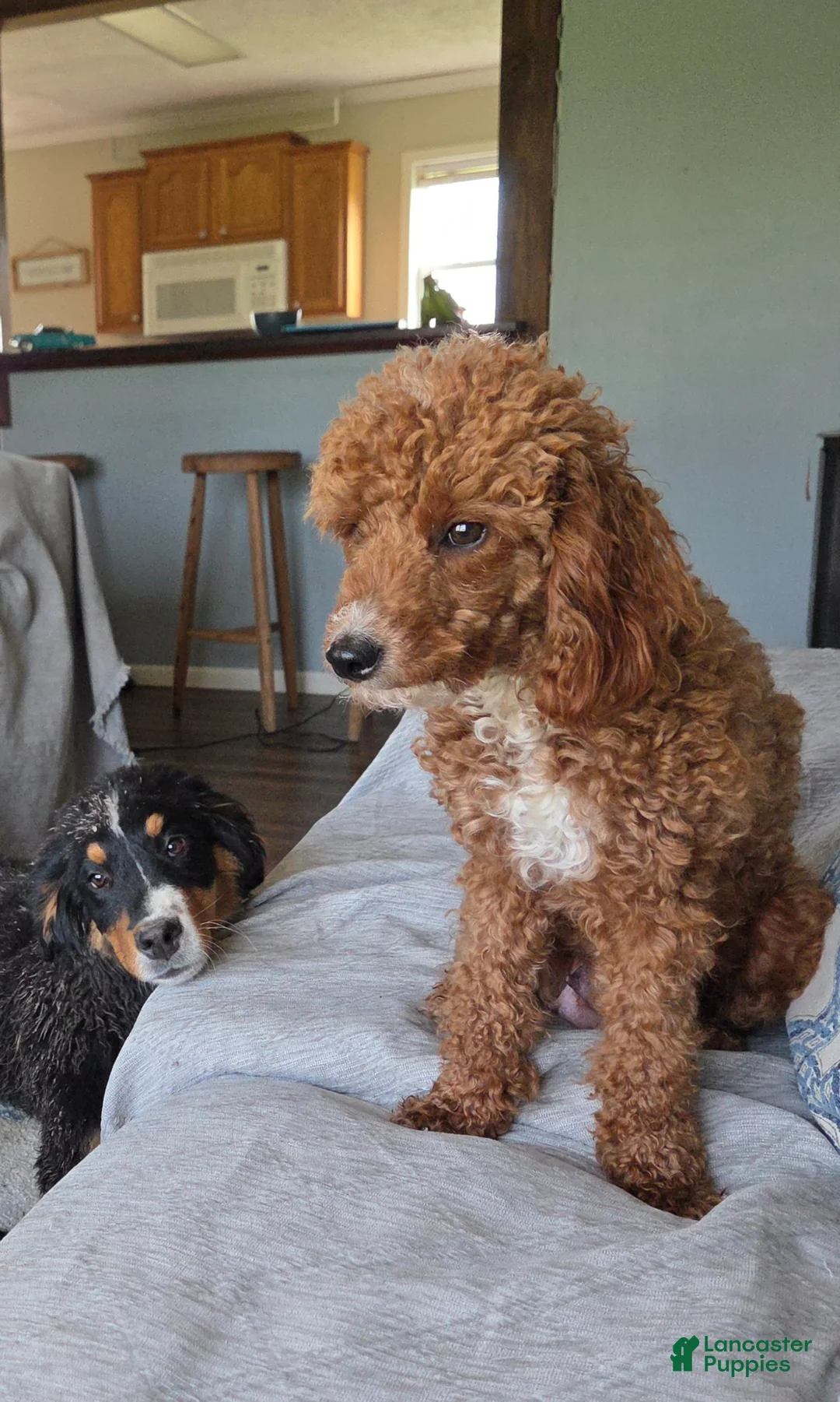 Miniature Poodle dogs for sale: Miniature Poodle Puppy 1 - Ad 2