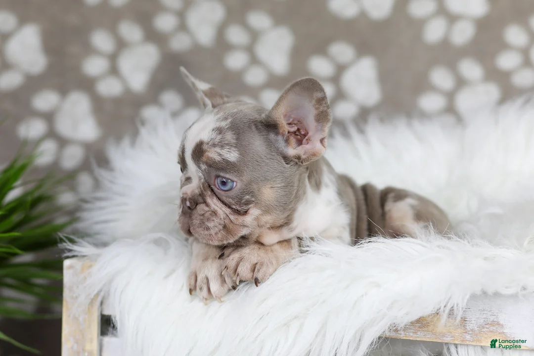 French Bulldog dogs for sale: Pearl - Ad 2