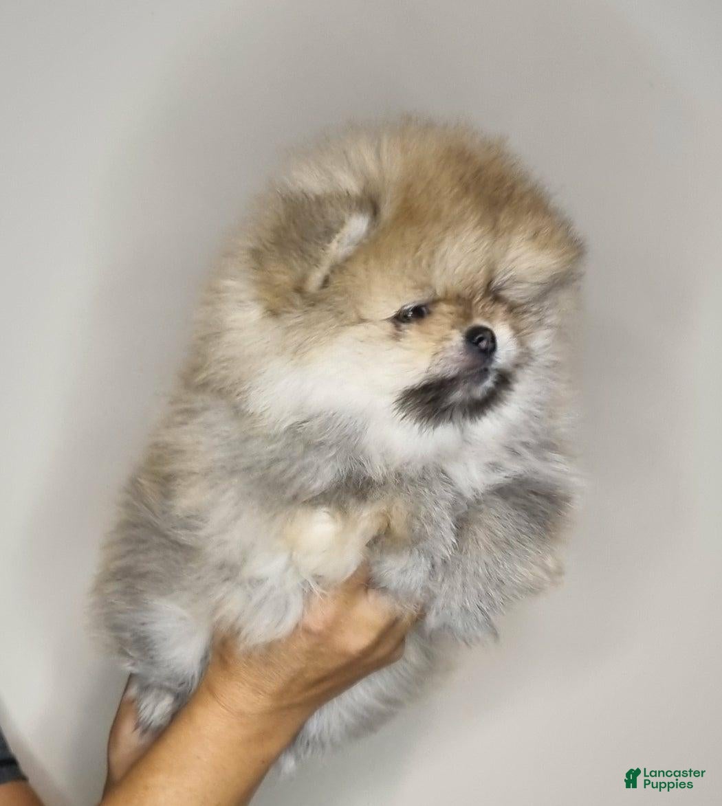 Pomeranian dogs Sofia - Ad 6