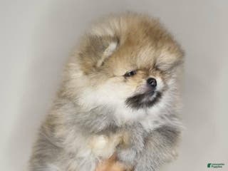 Pomeranian dogs Sofia - Ad 9