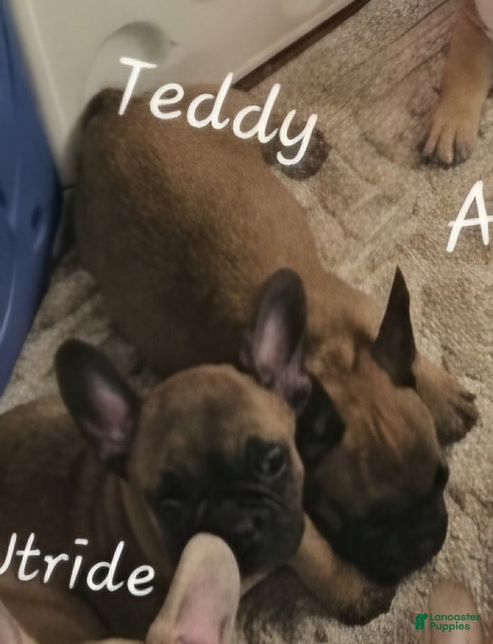 French Bulldog dogs Teddy Chocolate - Ad 2
