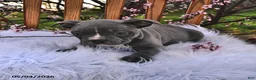 Frenchton dogs for sale: Rufus - Ad 3