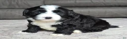 Mini Bernedoodle dogs for sale: Mini Boots - Ad 5