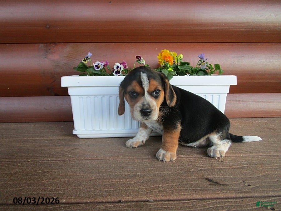 Beagle dogs for sale: Lena - Ad 1