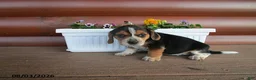 Beagle dogs for sale: Lena - Ad 1