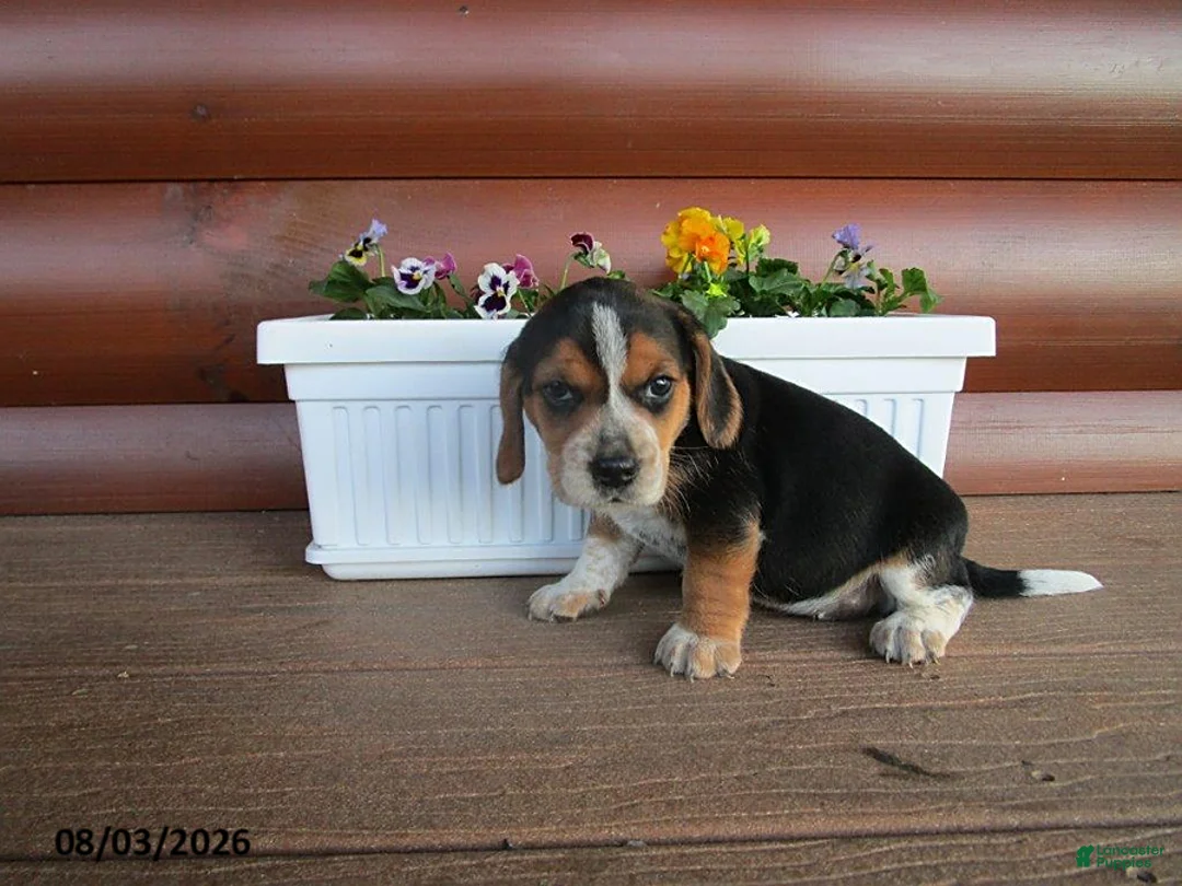 Beagle dogs for sale: Lena - Ad 1