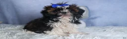 Shih Tzu dogs for sale: BUDDY - Ad 2