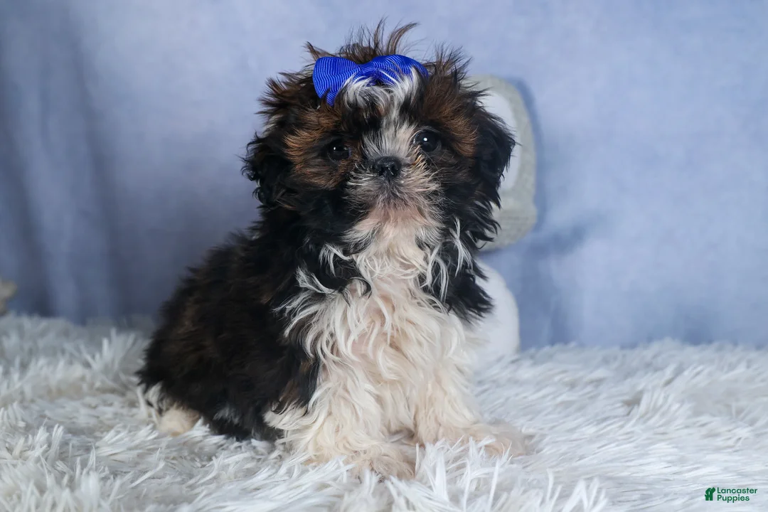 Shih Tzu dogs for sale: BUDDY - Ad 2
