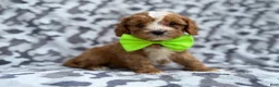 Cavapoo dogs for sale: Jeb - Ad 4