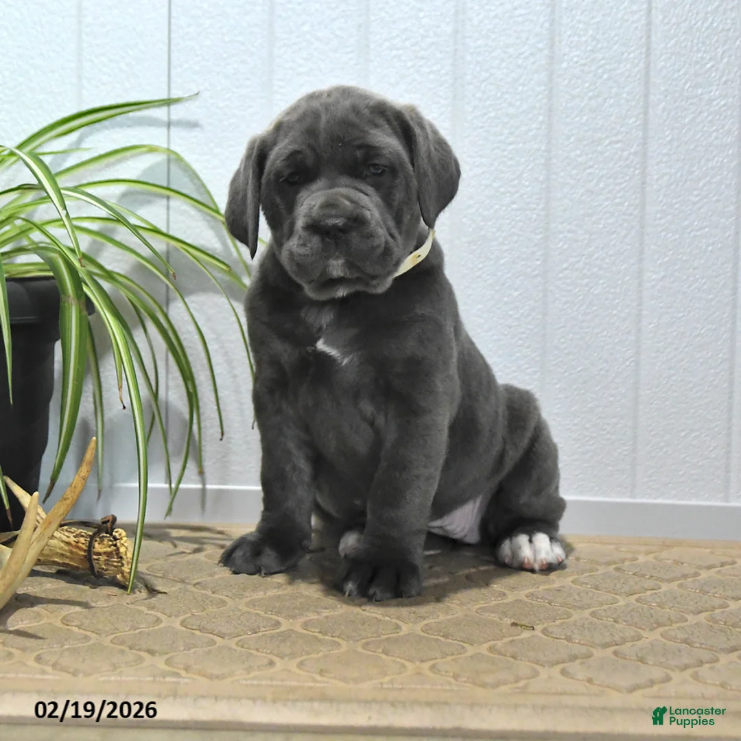 Cane Corso dogs for sale: Gina - Ad 1