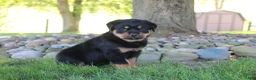Rottweiler dogs for sale: Sophie - Ad 2