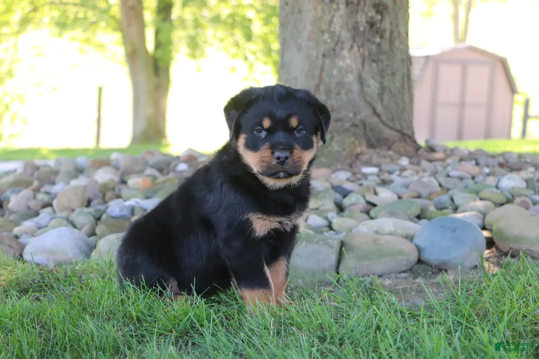 Rottweiler dogs for sale: Sophie - Ad 2