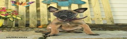 Belgian Malinois dogs for sale: Pearl  - Ad 12