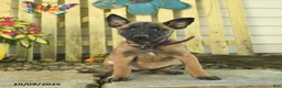 Belgian Malinois dogs for sale: Pearl  - Ad 22